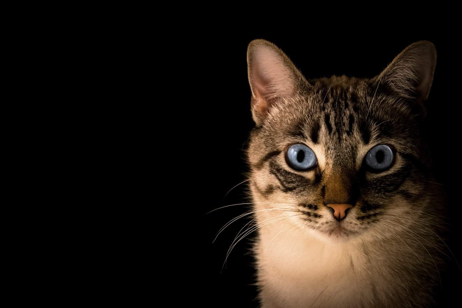 /cat-background.jpg
